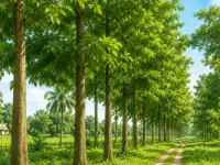 কাঠ গাছ