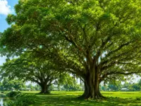 ছায়া গাছ